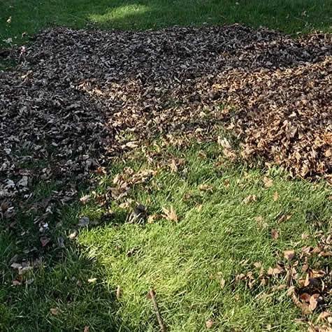 Service - Commercial Spring and Fall Cleanup